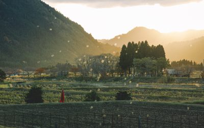 A scenic rural landscape at sunset, with green fields, distant trees, and mountains. A person in a bright red outfit stands alone in the fields, whilst soft light and particles fill the air.